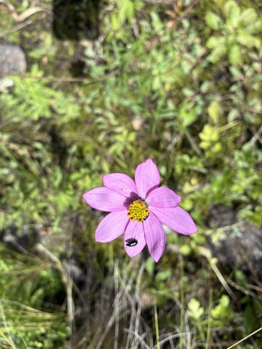 Cosmos peucedanifolius, photograph 4