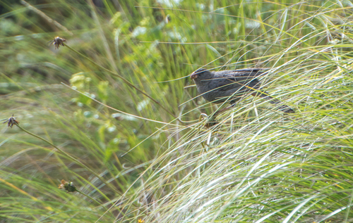 Plain-colored Seedeater (Catamenia inornata)