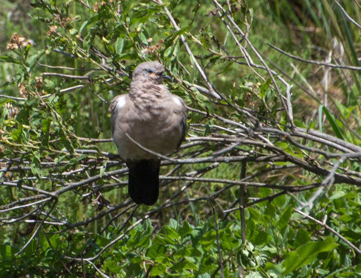 Black-winged Ground Dove (Metriopelia melanoptera), photo 8