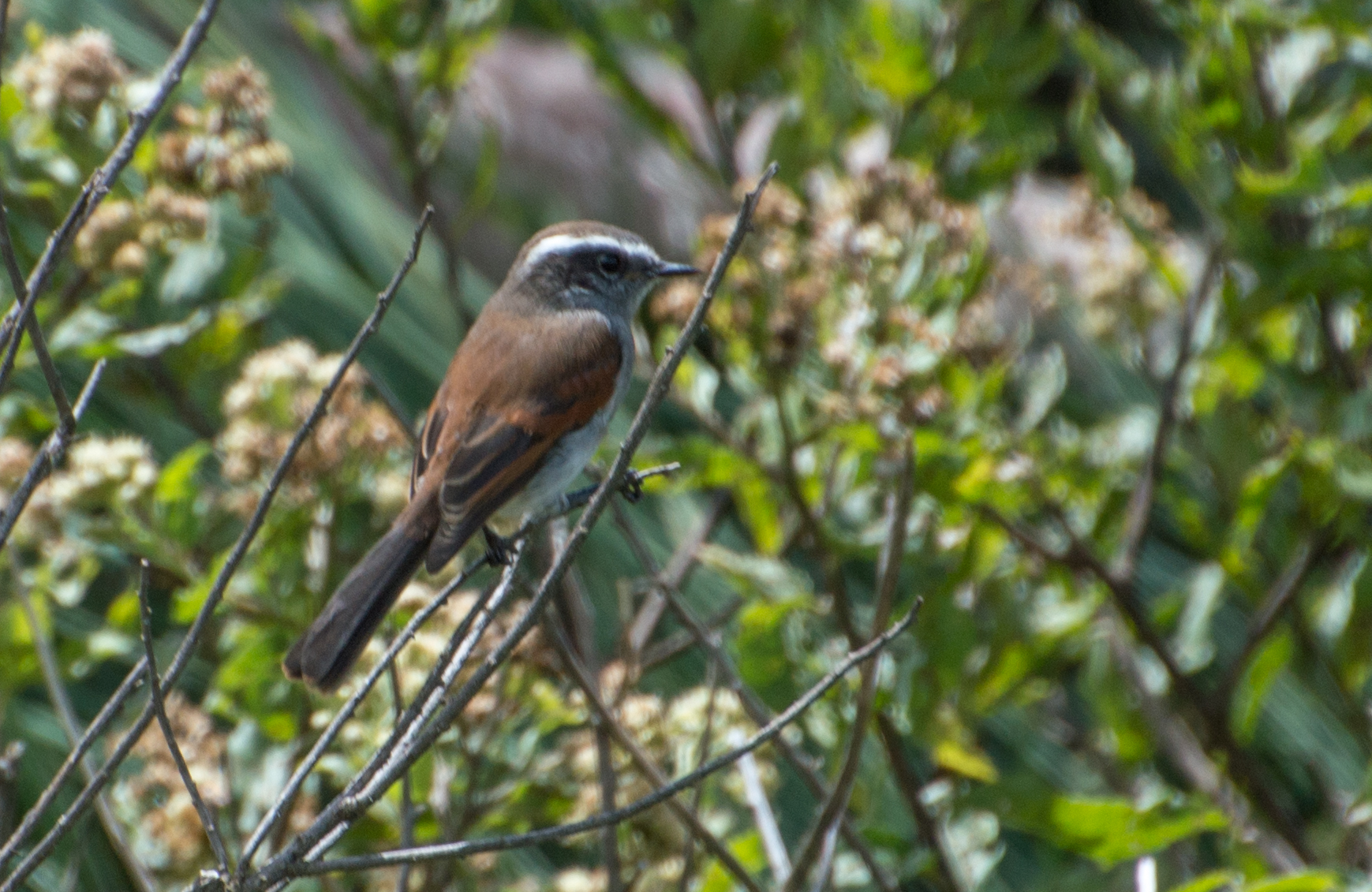 White-browed Chat-Tyrant (Ochthoeca leucophrys), photo 1