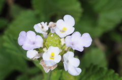 Lantana tilcarensis