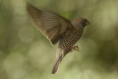 Amadina erythrocephala
