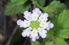Lantana tilcarensis