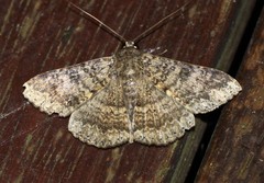 Eudesmeola lawsoni