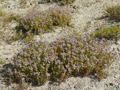 Thymus kirgisorum