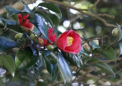 Camellia japonica