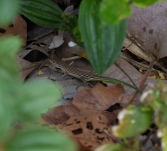 Cnemidophorus lemniscatus