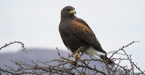 Harris's Hawk