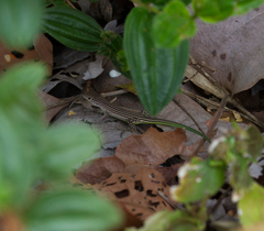 Cnemidophorus lemniscatus