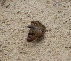 Chiomara basigutta