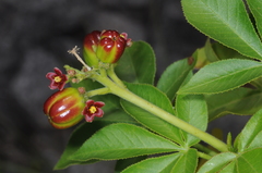Jatropha excisa