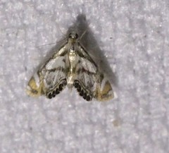 Nymphicula queenslandica