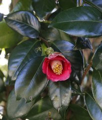 Camellia japonica