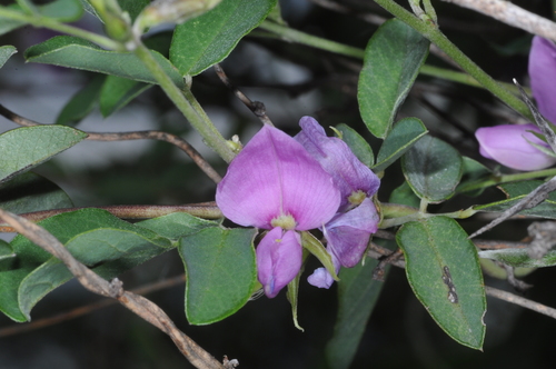 Image of Galactia texana by (c) aacocucci, some rights reserved (CC BY)