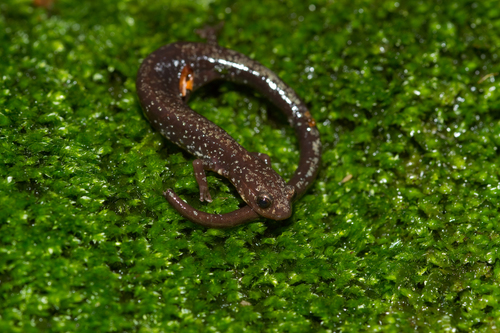 Shenandoah Salamander