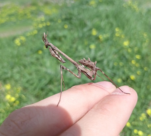 Mediterranean Conehead Mantis