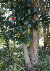 Camellia japonica