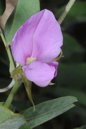 Image of Galactia texana by (c) aacocucci, some rights reserved (CC BY)
