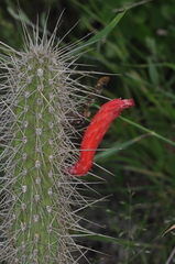 Cleistocactus baumannii