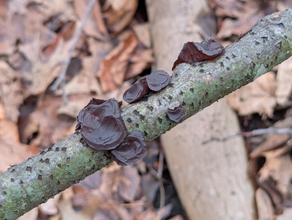 Exidia crenata · March 2026 · photo: © cgmayers (iNaturalist, cc0)