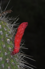 Cleistocactus baumannii