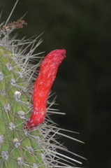 Cleistocactus baumannii