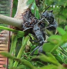 Oxyrhachis