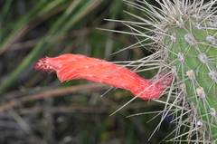 Cleistocactus baumannii