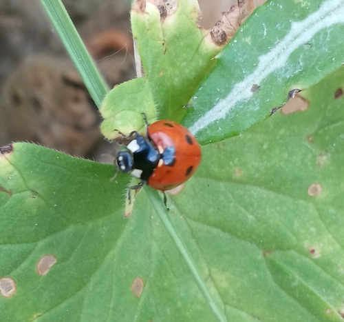 Seven-spotted Lady Beetle