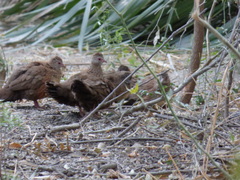 Ptilopachus petrosus