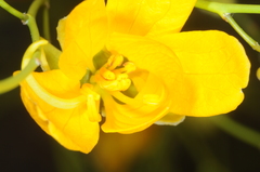 Senna aphylla
