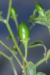 Capsicum chacoense