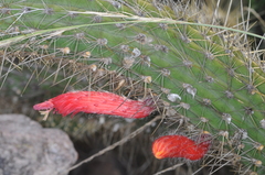 Cleistocactus baumannii