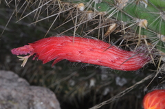 Cleistocactus baumannii