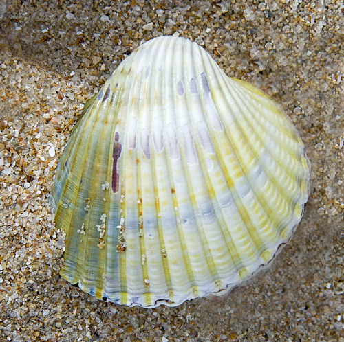Lagoon Cockle