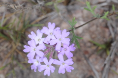 Glandularia subincana