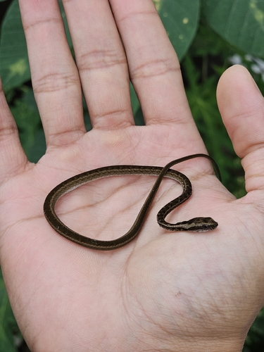 Psammodynastes pictus