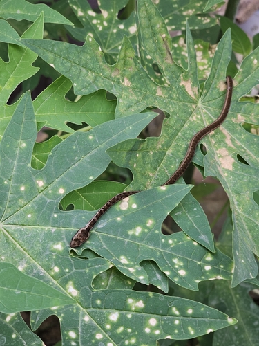 Psammodynastes pictus