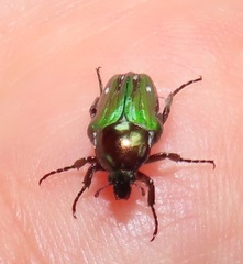 Leucocelis aeneicollis