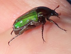 Leucocelis aeneicollis