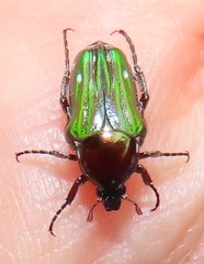 Leucocelis aeneicollis