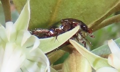 Leucocelis aeneicollis