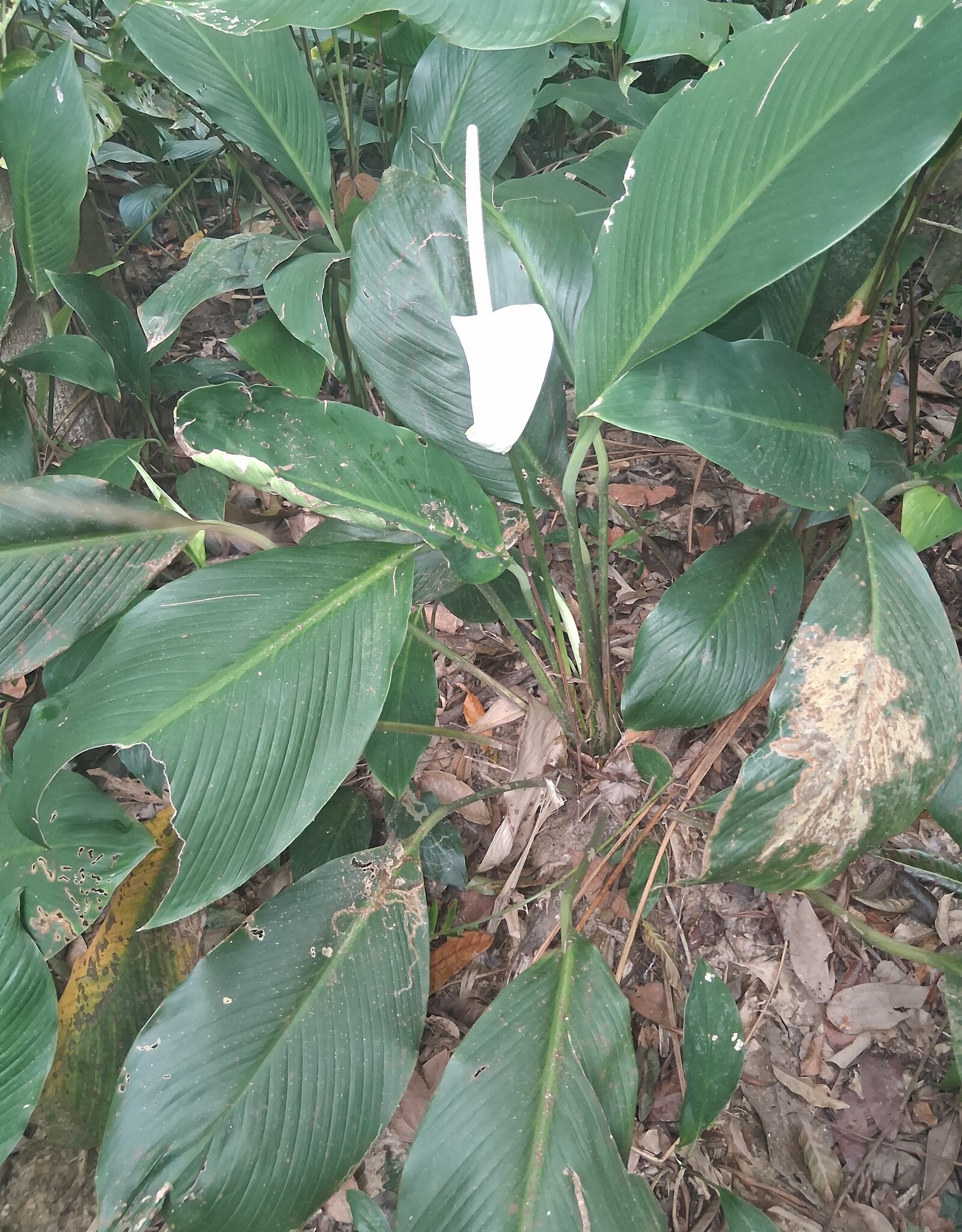 Peace lily plant with white spathe and dark green leaves
