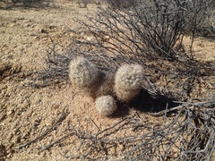 Escobaria alversonii