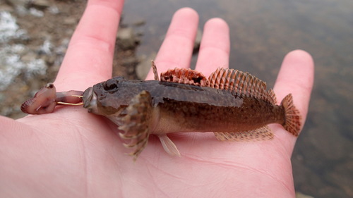 Knobfin Sculpin