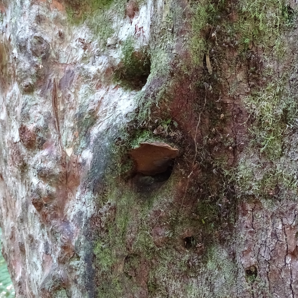 Fuscoporia senex · February 2020 · photo: © cristianriquelme (iNaturalist, cc-by)