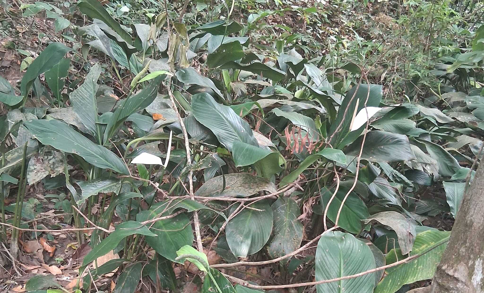 Spathiphyllum foliage with white spathe