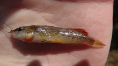 Etheostoma spectabile