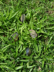 Anodontites trapesialis