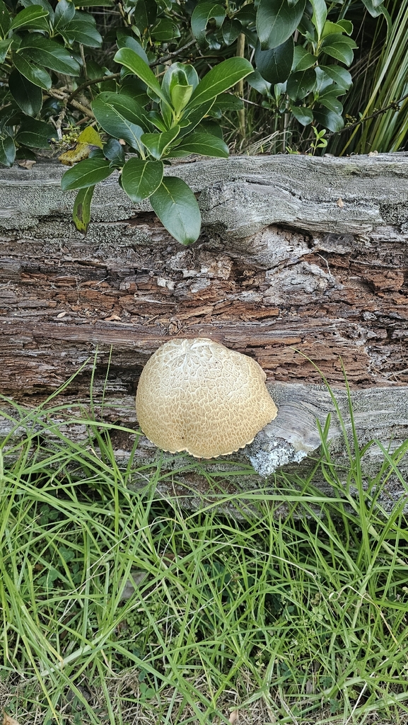 Neolentinus lepideus · March 2026 · photo: © manda3 (iNaturalist, cc-by)